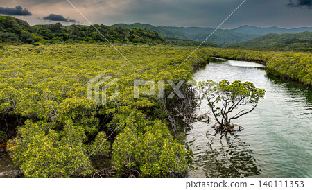 Mangrove forest of Goryo River, Iriomote Island 140111353