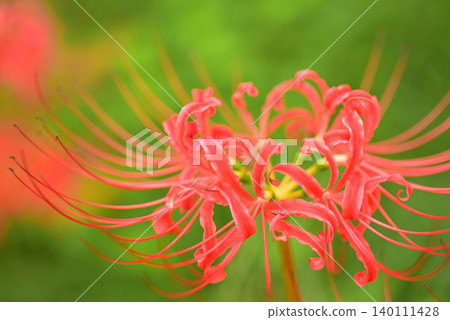 Bright red spider lilies (Lycoris radiata) bloom against a backdrop of lush green. Bright red spider lilies (Lycoris radiata) bloom against a backdrop of lush green. 140111428