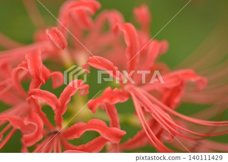 特寫鏡頭捕捉到美麗的模糊紅色和綠色的蜘蛛百合（Lycoris radiata）。 140111429