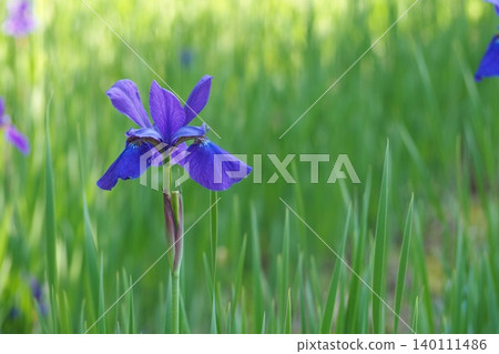 Beautiful iris flower Beautiful iris flower 140111486
