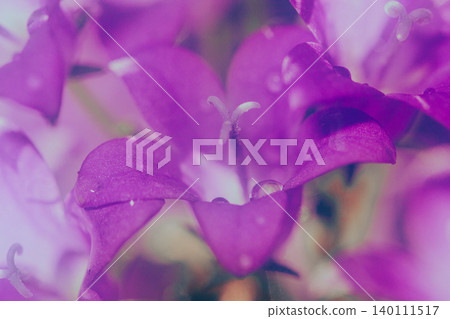 Water droplets and bellflowers 140111517