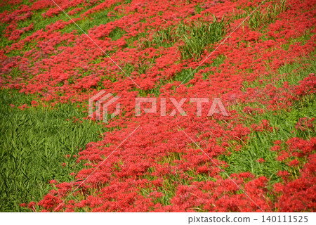 A vibrant carpet of spider lilies (Lycoris radiata) covers the entire slope in a brilliant red. A vibrant carpet of spider lilies (Lycoris radiata) covers the entire slope in a brilliant red. 140111525