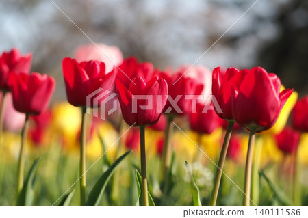 Red tulip Red tulip 140111586