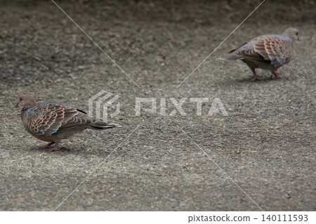 斑鳩 斑鳩 140111593