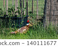 Pheasant male walking on a grass field, phasianus colchicus 140111677