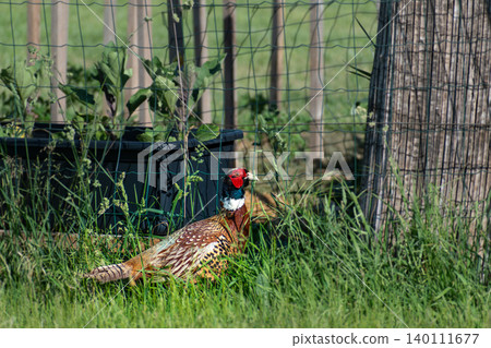 Pheasant male walking on a grass field, phasianus colchicus Pheasant male walking on a grass field, phasianus colchicus 140111677