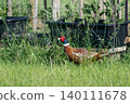 Pheasant male walking on a grass field, phasianus colchicus 140111678