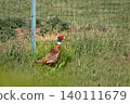 Pheasant male walking on a grass field, phasianus colchicus 140111679