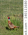 Pheasant male walking on a grass field, phasianus colchicus 140111680