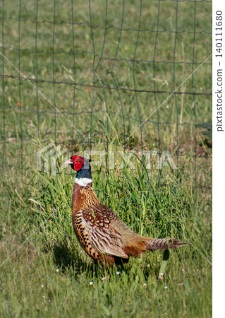 Pheasant male walking on a grass field, phasianus colchicus 140111680