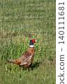 Pheasant male walking on a grass field, phasianus colchicus 140111681