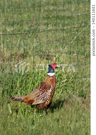 Pheasant male walking on a grass field, phasianus colchicus Pheasant male walking on a grass field, phasianus colchicus 140111681