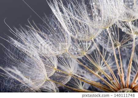 Dandelion seed isolated on a black Dandelion seed isolated on a black 140111748