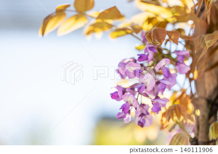 Purple wisteria flowers blooming in sunlight against blue sky background Purple wisteria flowers blooming in sunlight against blue sky background 140111906