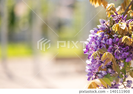 Purple wisteria flowers blooming in sunlight against blue sky background 140111908