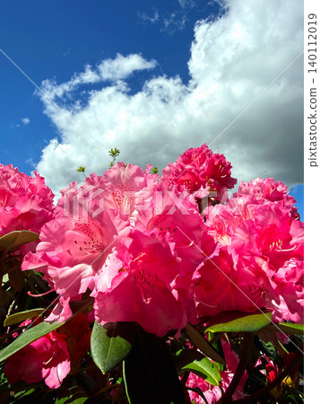 Pink rhododendron blossoms in spring garden Pink rhododendron blossoms in spring garden 140112019