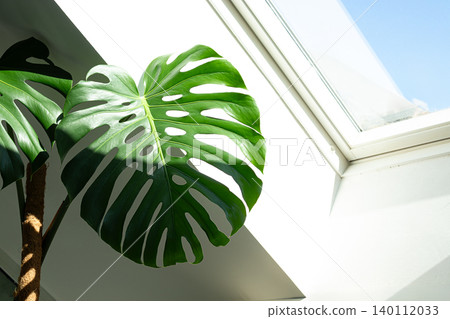 Large green monstera leaf positioned near a skylight, showcasing natural light illuminating its unique leaf structure and vibrant color Large green monstera leaf positioned near a skylight, showcasing natural light illuminating its unique leaf structure and vibrant color 140112033
