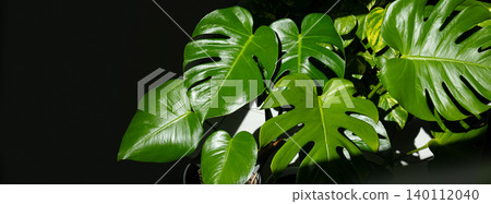 Large green Monstera leaves illuminated by sunlight, showcasing their unique split and perforated patterns against a dark background Large green Monstera leaves illuminated by sunlight, showcasing their unique split and perforated patterns against a dark background 140112040