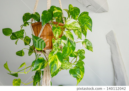 Green pothos plant in a woven hanging basket, suspended from the ceiling against a light-colored wall in a modern interior setting Green pothos plant in a woven hanging basket, suspended from the ceiling against a light-colored wall in a modern interior setting 140112042