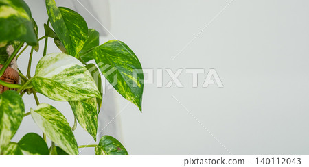 Green and white variegated pothos plant leaves against a light gray background, showcasing vibrant foliage and natural beauty Green and white variegated pothos plant leaves against a light gray background, showcasing vibrant foliage and natural beauty 140112043