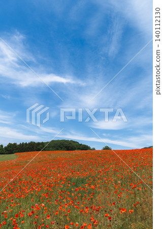 A scene of early summer flowers in a field, with a blue sky and poppies. A scene of early summer flowers in a field, with a blue sky and poppies. 140112130