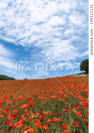 A scene of early summer flowers in a field, with a blue sky and poppies. A scene of early summer flowers in a field, with a blue sky and poppies. 140112131