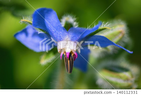 blue blossom of a borage plant blue blossom of a borage plant 140112331