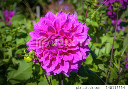 pink blossom of dahlia pink blossom of dahlia 140112334