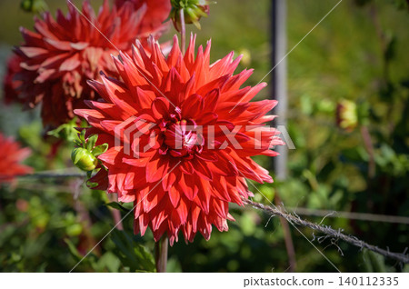 red blossom of a dahlia red blossom of a dahlia 140112335