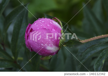 Pink Peony Flower Bud Covered in Raindrops Close Up Pink Peony Flower Bud Covered in Raindrops Close Up 140112342