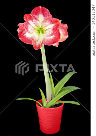 blooming Amaryllis blooming Amaryllis 140112347