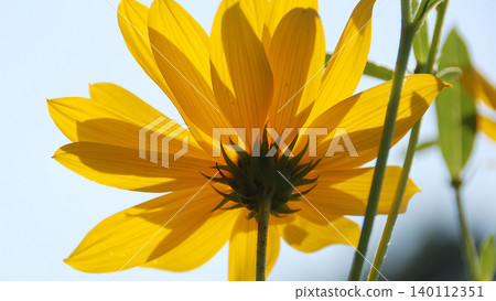 Yellow blossom of a jerusalem artichoke Yellow blossom of a jerusalem artichoke 140112351