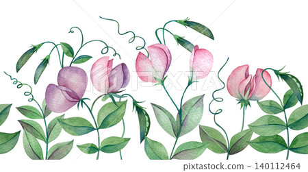 Sweet pea watercolor illustration. Seamless border of flowers and leaves. Sweet pea watercolor illustration. Seamless border of flowers and leaves. 140112464