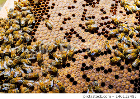 Bees are moving on honeycomb inside hive as store honey they work together to bees are looking after brood Bees are moving on honeycomb inside hive as store honey they work together to bees are looking after brood 140112485