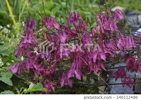 Pink Columbine Aquilegia Flowers Blooming in Spring Garden Pink Columbine Aquilegia Flowers Blooming in Spring Garden 140112486
