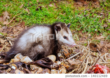 An opossum is sitting on mix of leaves, organic matter in backyard setting 140112489