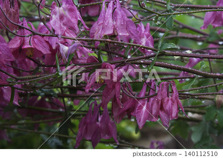 Pink Columbine Flowers with Raindrops in Spring Garden Pink Columbine Flowers with Raindrops in Spring Garden 140112510