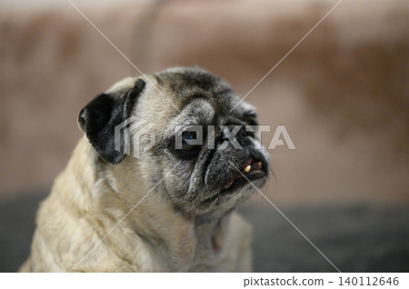Senior Pug Dog Sitting on Sofa at Home Senior Pug Dog Sitting on Sofa at Home 140112646
