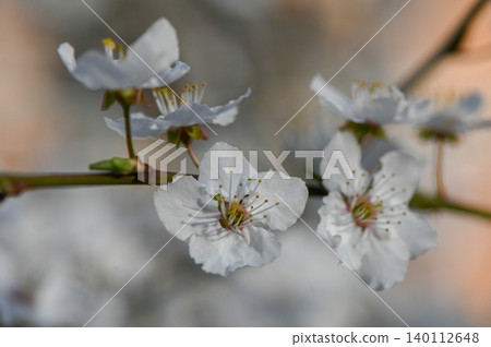 Spring Blossoming Cherry or Plum Flowers Spring Blossoming Cherry or Plum Flowers 140112648