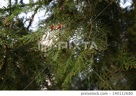 Chamaecyparis Lawsoniana Branch Close Up 140112680