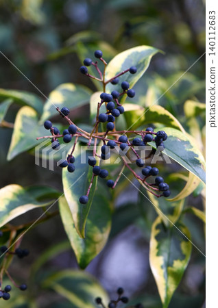 Ligustrum Lucidum Evergreen Shrub Close-Up 140112683