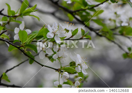 Cherry Plum Tree Prunus Cerasifera in Full Bloom Cherry Plum Tree Prunus Cerasifera in Full Bloom 140112688