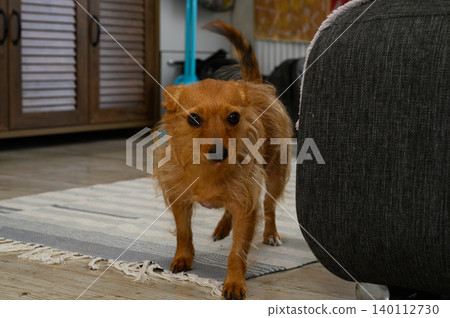 Small terrier dog with energetic and confident expression Small terrier dog with energetic and confident expression 140112730