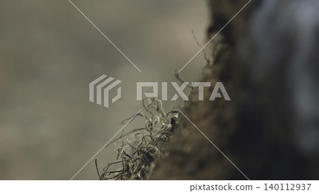 Burned Root Shows Fresh Regrowth. Resilient Plant Emerges From Burned Roots With Delicate Moss Filaments. Stock Clip Burned Root Shows Fresh Regrowth. Resilient Plant Emerges From Burned Roots With Delicate Moss Filaments. Stock Clip 140112937