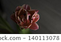Closeup Flower Details. Macro Photograph Illustrates Tender Petals And Subtle Background Tones . Media 140113078