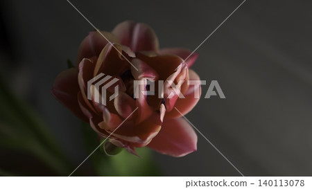 Closeup Flower Details. Macro Photograph Illustrates Tender Petals And Subtle Background Tones . Media Closeup Flower Details. Macro Photograph Illustrates Tender Petals And Subtle Background Tones . Media 140113078