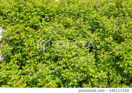 Lush green hedge of small-leaf bushes creating a dense garden groundcover in bright sunlight Lush green hedge of small-leaf bushes creating a dense garden groundcover in bright sunlight 140113109