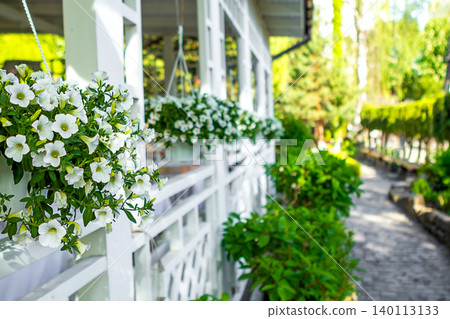 White petunia hanging baskets on a cozy porch railing beside a sunlit garden pathway White petunia hanging baskets on a cozy porch railing beside a sunlit garden pathway 140113133