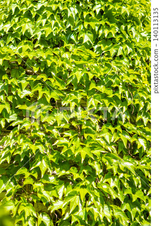 Lush green ivy leaves covering a sunlit wall creating a vibrant natural textured background Lush green ivy leaves covering a sunlit wall creating a vibrant natural textured background 140113135