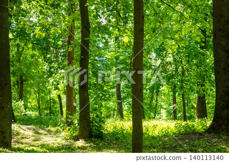 Sunlit green forest with tall trees and leafy canopy in a peaceful summer park setting Sunlit green forest with tall trees and leafy canopy in a peaceful summer park setting 140113140